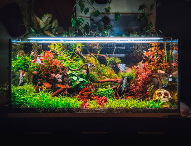 Aquascaping Services